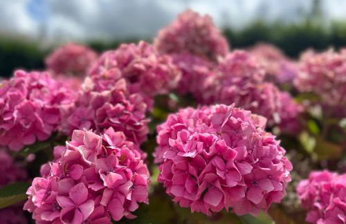 Clos des hortensias - Foto 18