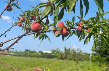 Agriturismo Villa Gaia - Foto 74