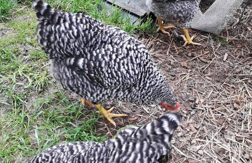 Thaller Edeltraud - Photo 6