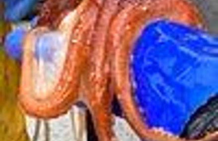 Private Isle - As Shown On Tv - Hot Tub - Foto 21