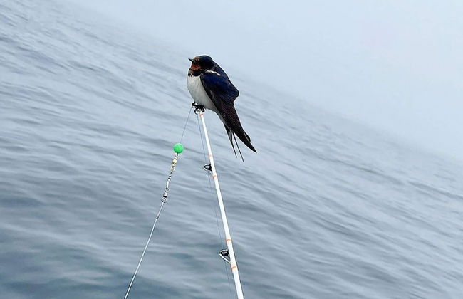 8 Person Holiday Home in Skudeneshavn-by Traum - Foto 10