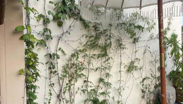 La maison bleue - Photo 2