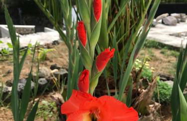 Joaninha's Beach House - Photo 16