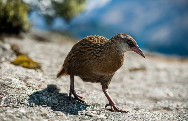 Excursión a la isla Mou Waho - Foto 7