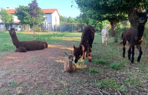 Agriturismo il Podere Vedelago con San Bernardo, Alpaca e una Pentola di cose da scoprire - Foto 35