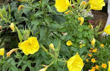 Studios Maro - Foto 14