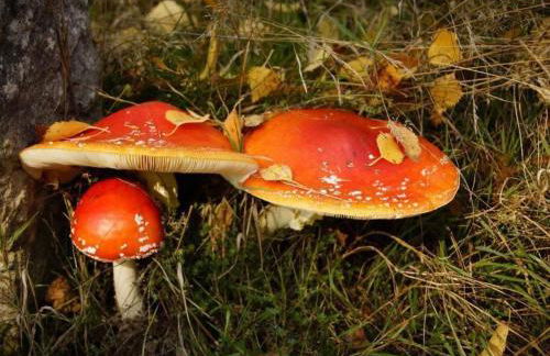 Apartment Wiesengrund by Interhome - Foto 13