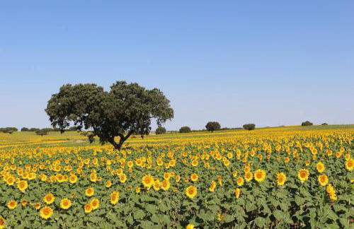 Monte Quinta Verde - Foto 24