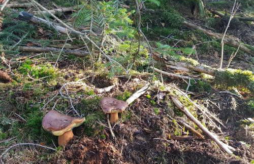 Apartment Deluxe, inklusive WLAN, Parkplatz und Netflix - Foto 22