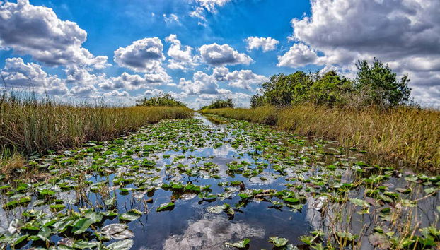 Florida Everglades