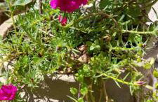 Casa Vista do Vale próxima ao Vale dos Vinhedos - Foto 40