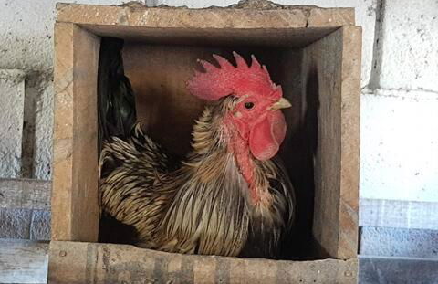 Natureza, paz no sítio - Foto 17