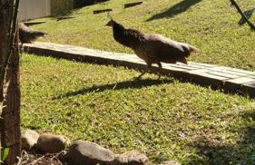 Sítio em área rural, ao pé da Serra Gaúcha. - Foto 45