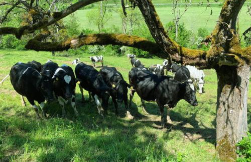 Stilvoll eingerichtetes Studio in historischem Bauernhaus, voll ausgestattet inmitten der Natur auf 75 qm - Foto 30