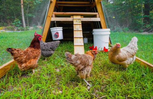 Rustic Cabin Retreat - Cozy Stove & Fresh Eggs - Foto 4