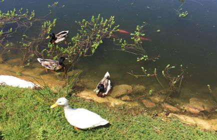 Quinta das Mineirinhas - Foto 11