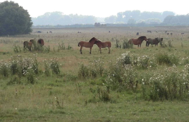 Holiday Home in Ravenstein With Garden - Foto 23