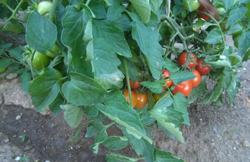 Martha's Villa - Foto 56