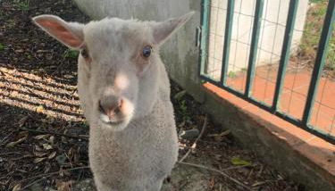 Santuário SOS Animal - Foto 4