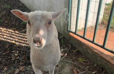 Santuário SOS Animal - Foto 4