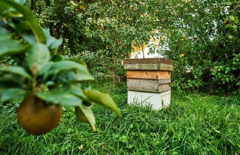 Nature Charm & Fruit Delights, multi-generation celebratory home -Try, Relax, Repeat - Sellindge - Foto 76