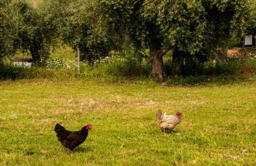 Quintinha Viçosa - Foto 64