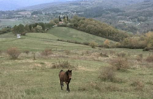 Agriturismo Mandrioli - Foto 23
