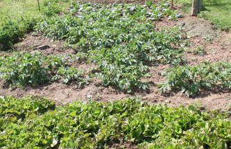 Casa da Avó - Foto 53