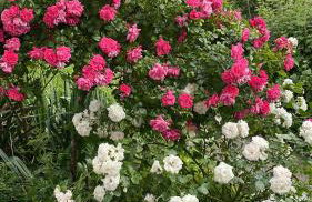 Ferienhaus Roggenbach - Süden 36 - Photo 18