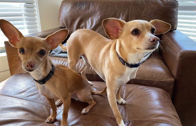 2bdmodern Garden Level-perfectoff Downtown Area - Foto 19