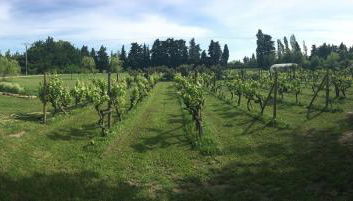 Safranière des Sorgues - Photo 5