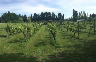 Safranière des Sorgues - Photo 5