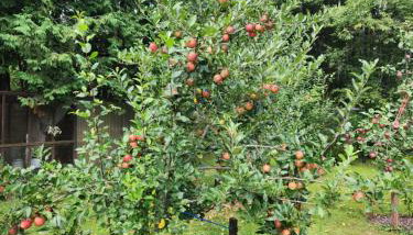 M&M Haven - Foto 5, Garden