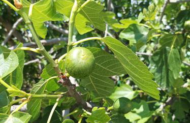 Green paradise - Photo 27