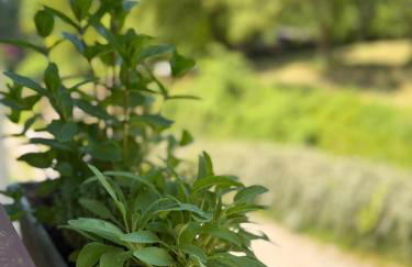 La Piccola Noghera - Foto 24