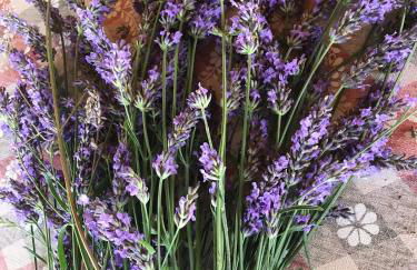Appartamento Lavanda - Casa vacanza nel Delta del Po - Foto 30