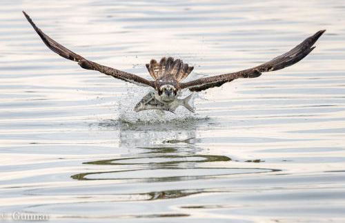 Ferienhaus Ellie mit Bootscharter auf der Müritz - Foto 6