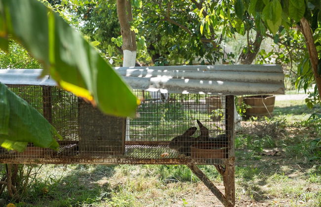 Traditional Elegant Cretan Mansion - Foto 37