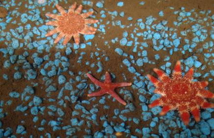 4 Laigh Isle - Foto 19