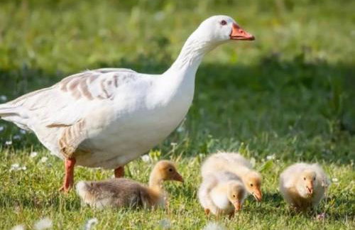 Thrassa Hotel - Foto 35