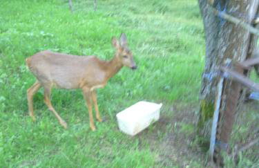 Bambi Forest House - Photo 24