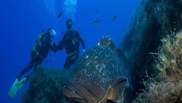 Bautismo de buceo en Santa Ponsa - Foto 5