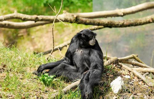 Kingfisher-Qc1185 - Foto 23