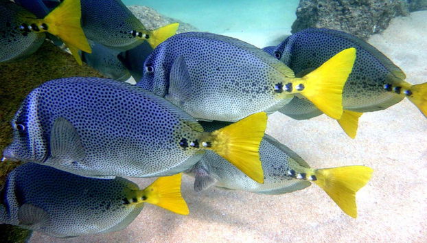 Beginners Scuba Diving - Foto 2