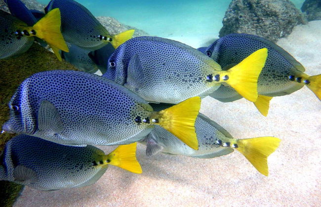 Beginners Scuba Diving - Foto 2