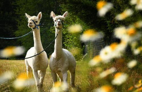 Family Escape in Lichtenau - Foto 39