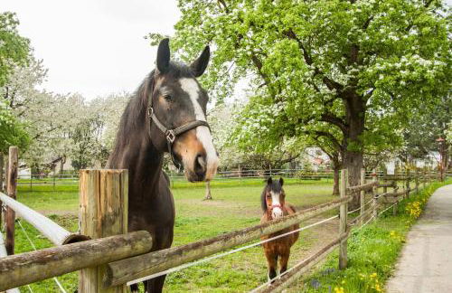 Haus Apfelblüte - Foto 42