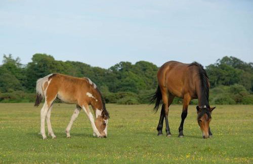 Cruck Cottage - Foto 56