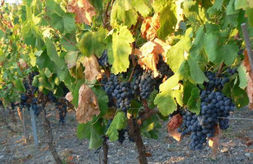 Pessighette Dimora Di Campagna - Photo 25