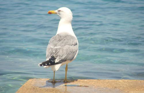 Holiday Home Mirna - Foto 59